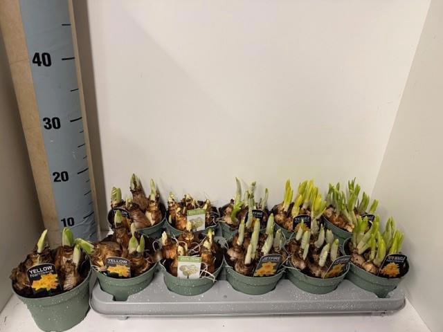 <h4>NARC GEM 5 SRT</h4>