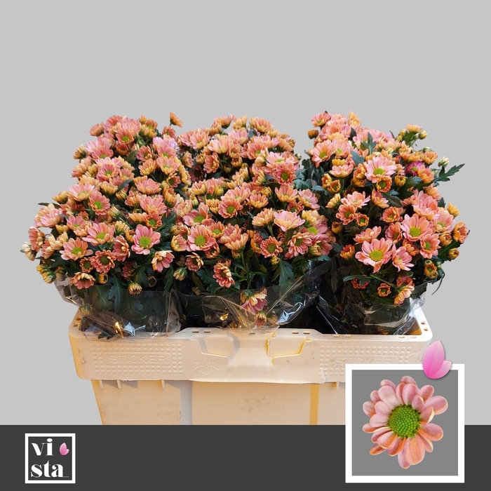 <h4>CHR S ROSSI SMOKEY</h4>