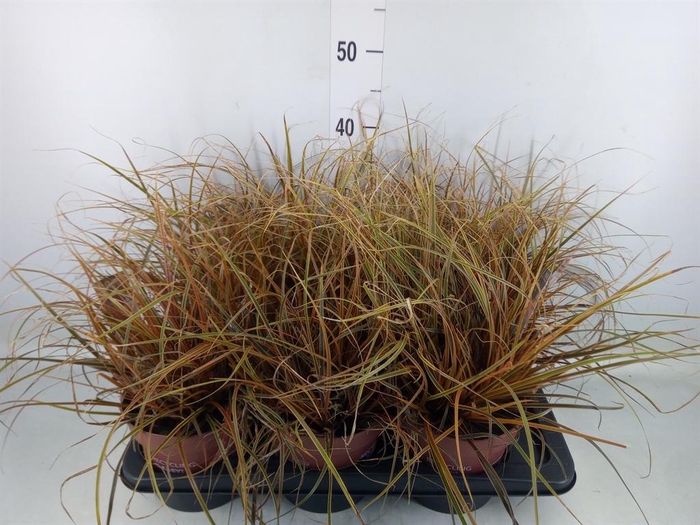 <h4>Uncinia rubra 'Everflame'</h4>