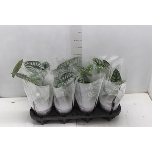 ALOCASIA DRAGON SCALE P12