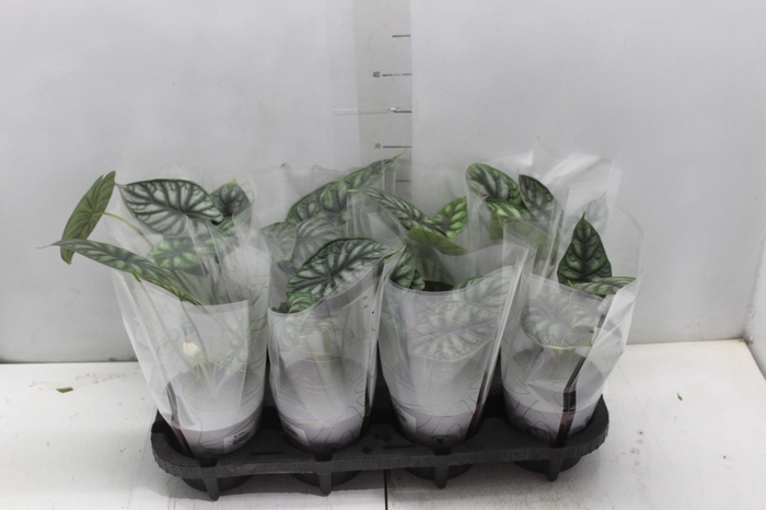 <h4>ALOCASIA DRAGON SCALE P12</h4>