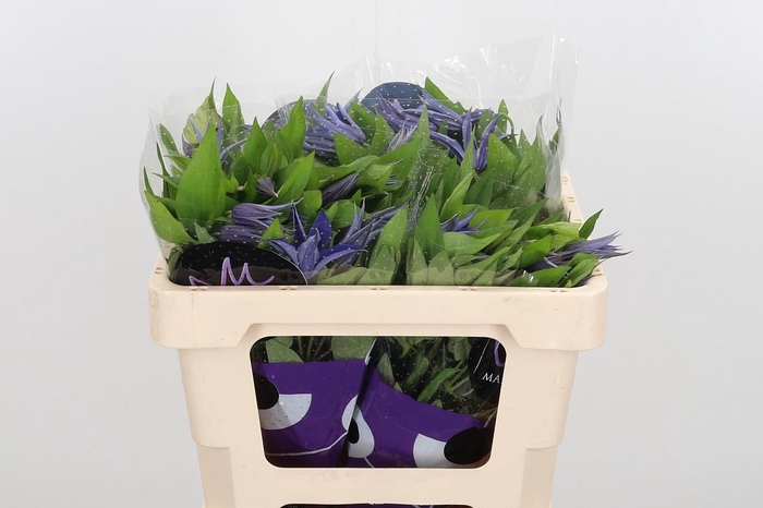 <h4>Clem Amazing Oslo</h4>