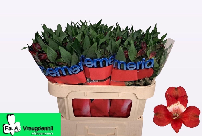 <h4>ALSTR ROCKSTAR</h4>