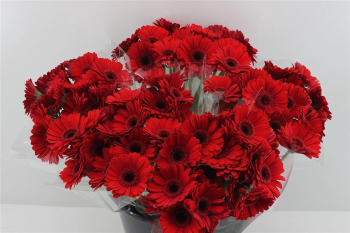 <h4>Boeket Mono Germini Rood</h4>