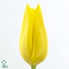 Tulipa si lemon ice