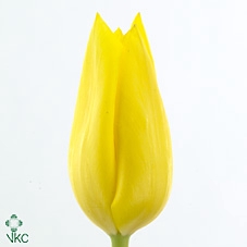 Tulipa si lemon ice