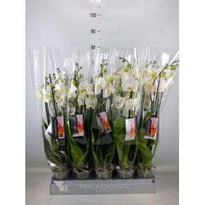 Phalaenopsis  'Ant Nottingham'