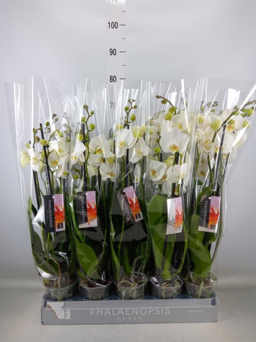 <h4>Phalaenopsis  'Ant Nottingham'</h4>