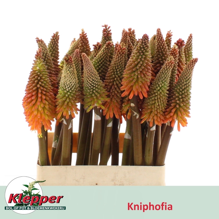 <h4>KNIP ALCAZAR</h4>