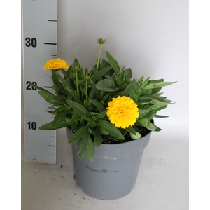 vaste planten 19 cm  Coreopsis Solana Golden Sphere
