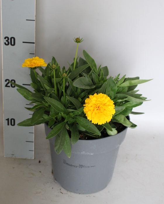 <h4>vaste planten 19 cm  Coreopsis Solana Golden Sphere</h4>