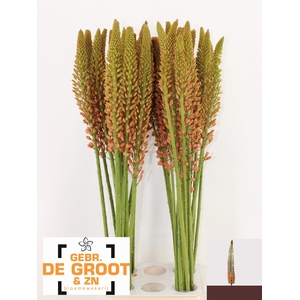 EREMURUS CLEOPATRA