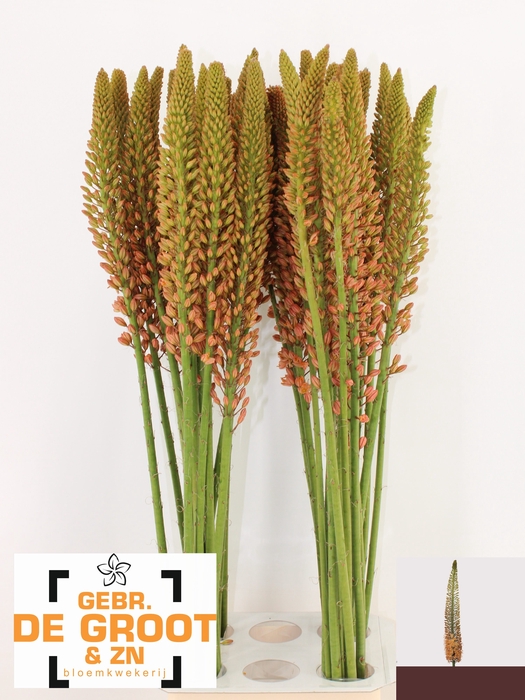 <h4>EREMURUS CLEOPATRA</h4>