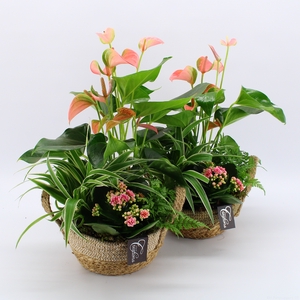 ANCR-2332 Anthurium creatie