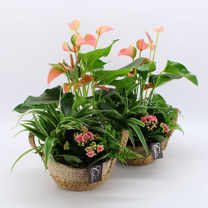 <h4>ANCR-2332 Anthurium creatie</h4>