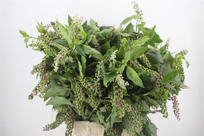 <h4>Carbouzijn Berry P Bunch</h4>