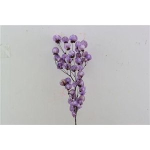Dried Bougainvillea X5 55cm Dark Lavendel Bunch