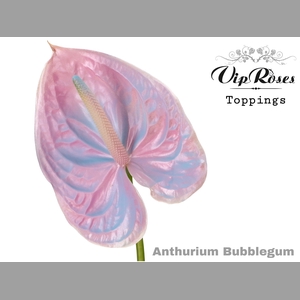 ANT A BUBBLEGUM