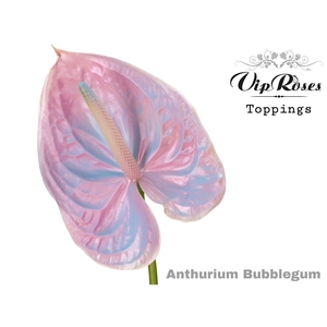 Ant A Bubblegum