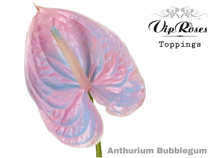 Anth Vip A Bubblegum