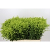Solidago Tara Gold
