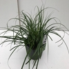 Carex oshimensis