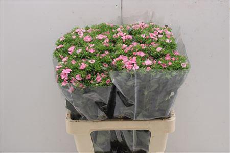 <h4>Di Barb Aldo Rose</h4>