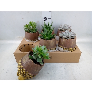 Arr.  Succulents L%