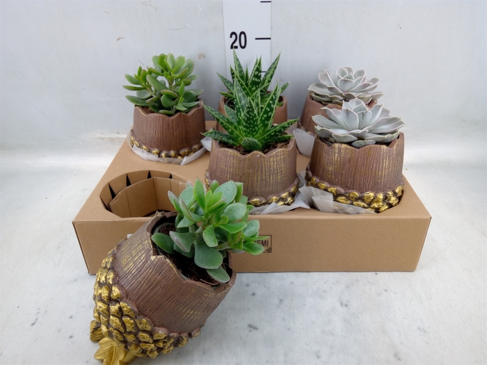 <h4>Arr.  Succulents L%</h4>