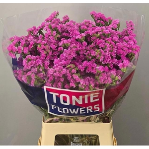 LIM S SIN ETERN PINK