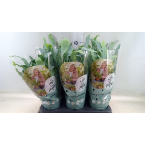 Phlebodium aureum 'Blue Star'