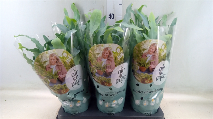 <h4>Phlebodium aureum 'Blue Star'</h4>