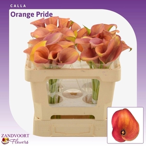 ZANT ORANGE PRIDE