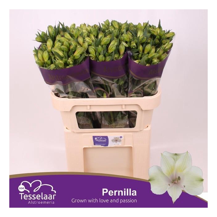 <h4>Alstr Pernilla</h4>