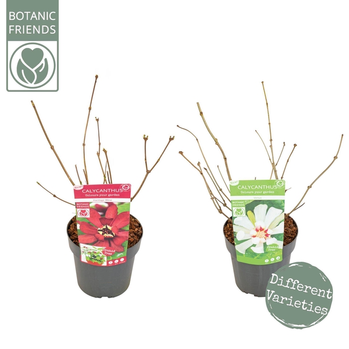 <h4>Sinocalycanthus chinensis</h4>