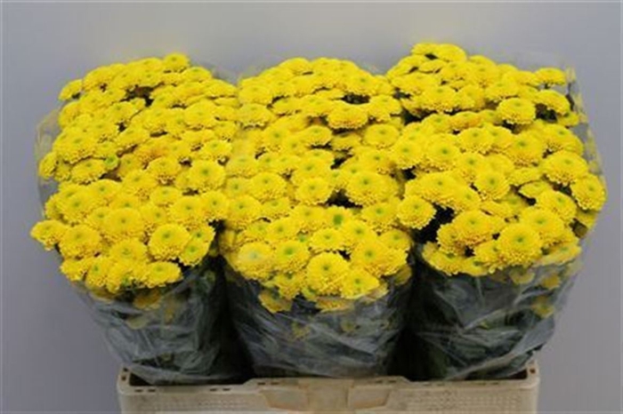 <h4>CHR SAN AURINKO</h4>