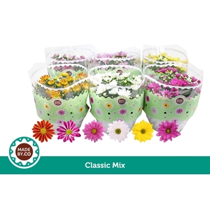 Chrysant Mix