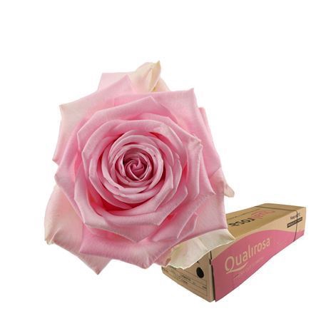 <h4>R Gr Heidi -in box</h4>