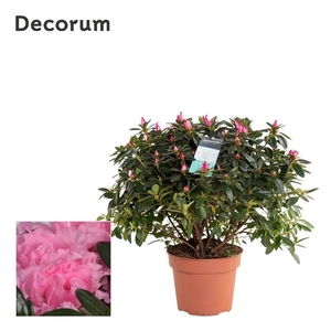 Azalea 17 cm roze - Decorum