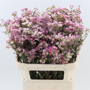 Chamelaucium Sweet Cherry