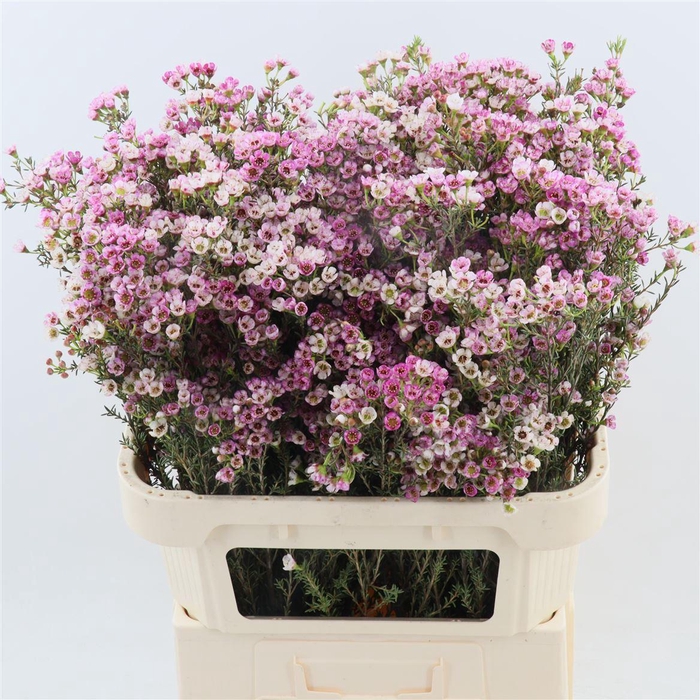 <h4>Chamelaucium Sweet Cherry</h4>