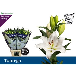 LI OR TOUREGA 4BL