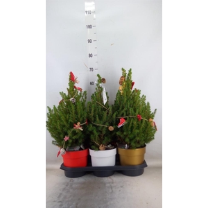 Picea glauca 'December'