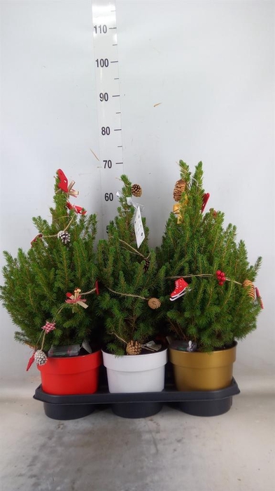 <h4>Picea glauca 'December'</h4>