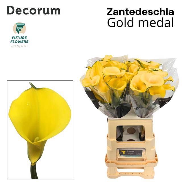 Zantedeschia gold medal