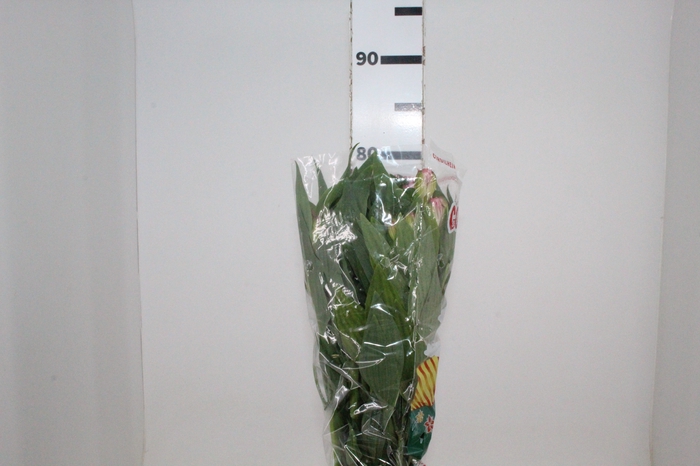 <h4>ALSTROEMERIA PRIMADONNA 080 CM</h4>