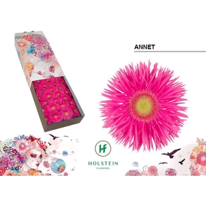 Gerbera Spider Annet Half doos