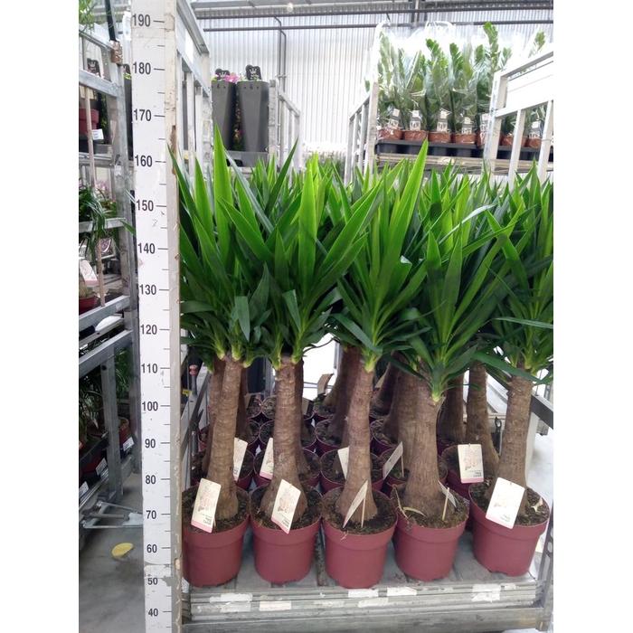 <h4>Yucca elephantipes   ...</h4>