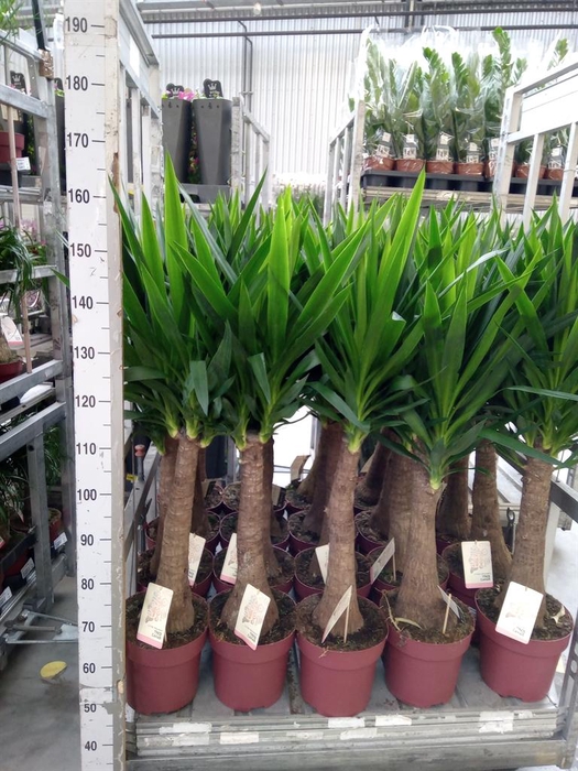 Yucca elephantipes   ...