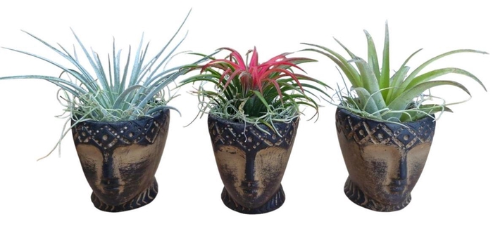 <h4>Tillandsia Ionantha Keramiek Totem</h4>